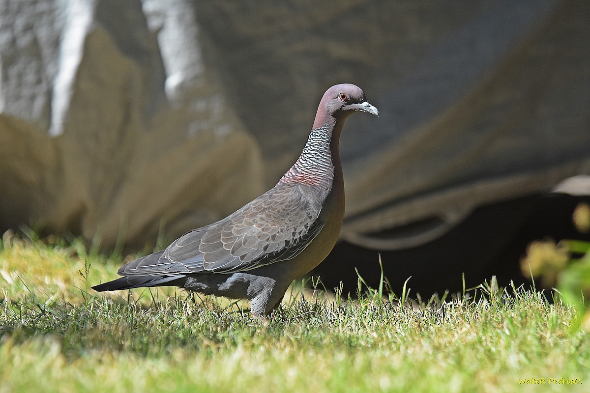 Picazuro Pigeon - ML646898753