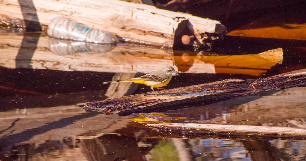 vintererle - ML646898754