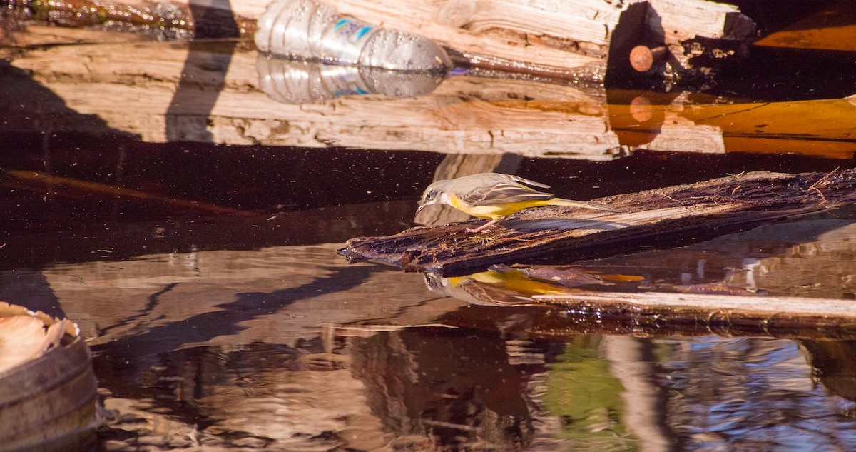 vintererle - ML646898755