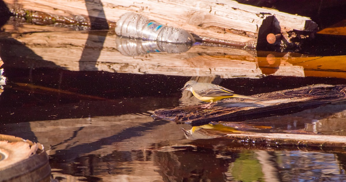 vintererle - ML646898756