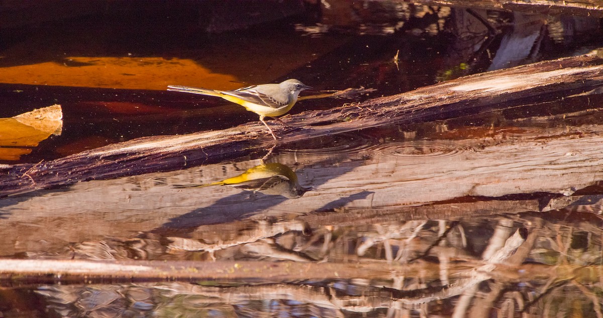 vintererle - ML646898757