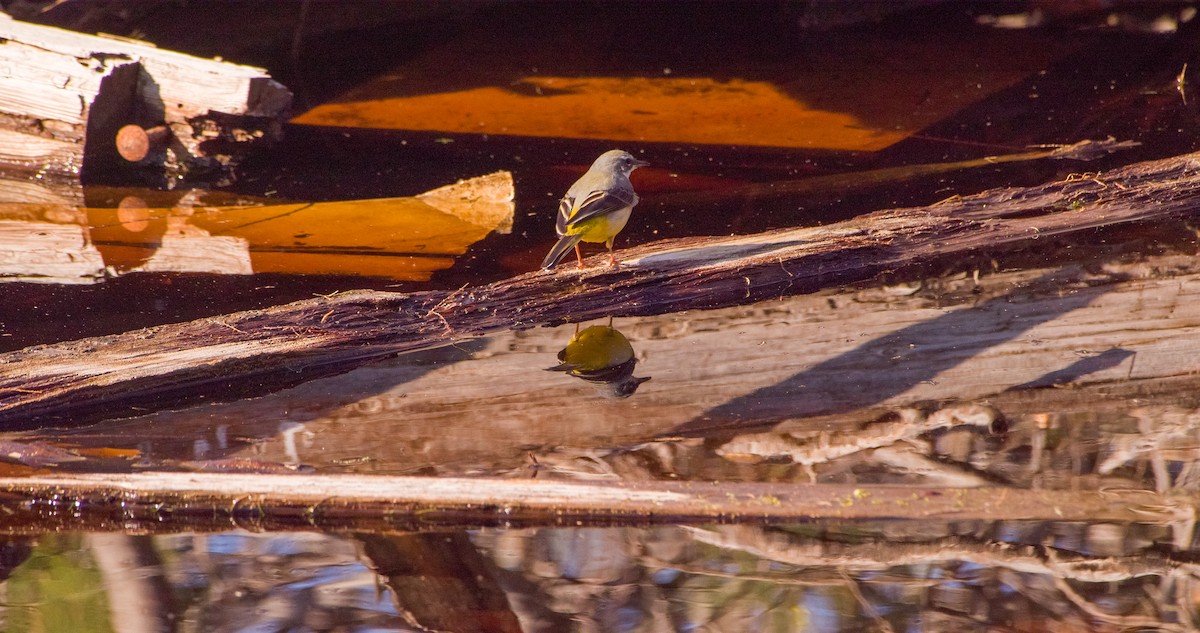 vintererle - ML646898758