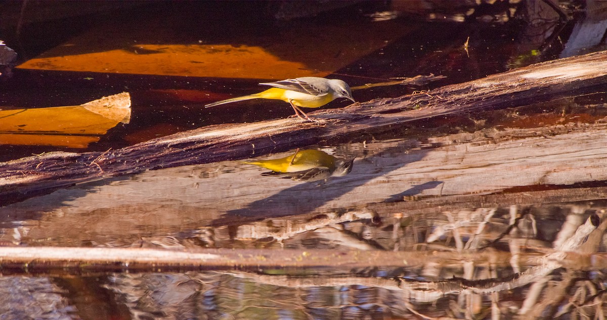 vintererle - ML646898759