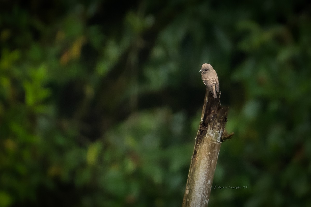 Dark-sided Flycatcher - ML646898760