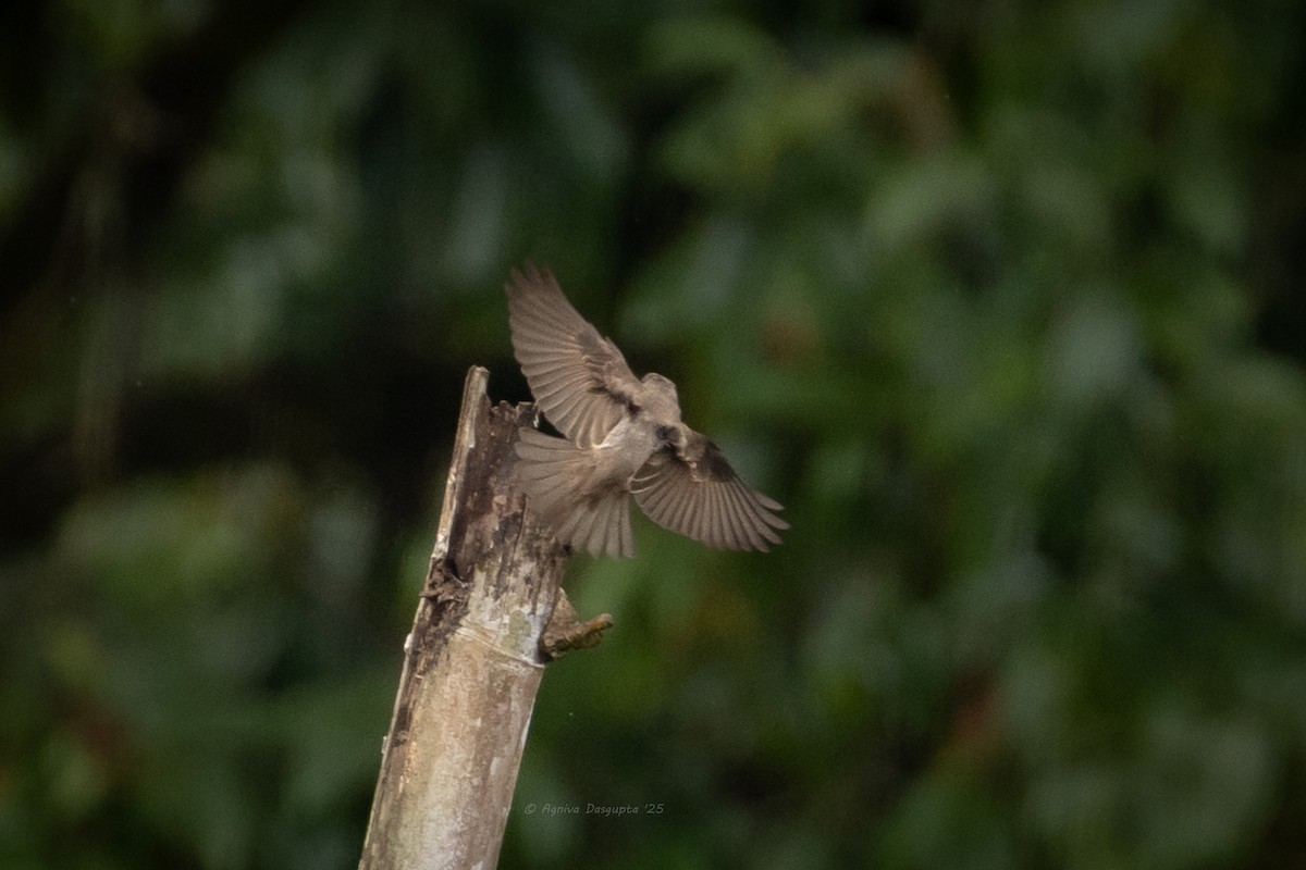 Dark-sided Flycatcher - ML646898761