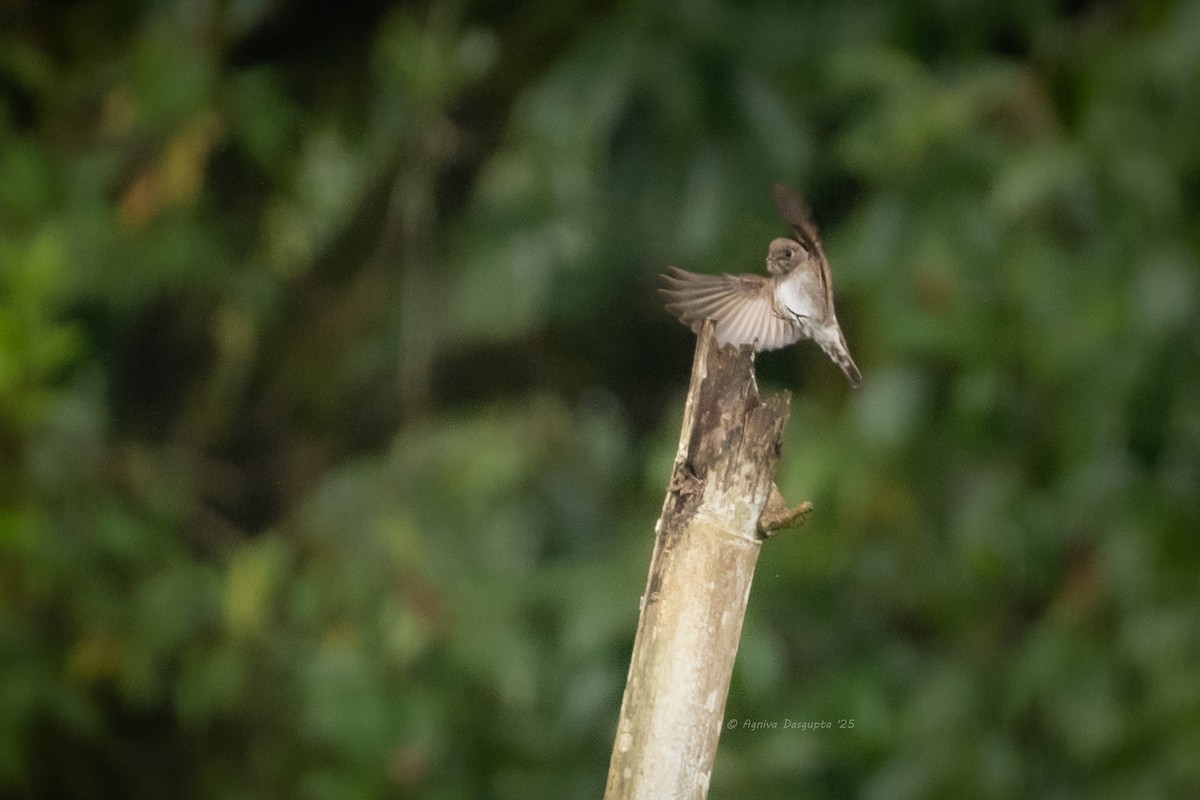 gråflankefluesnapper - ML646898762