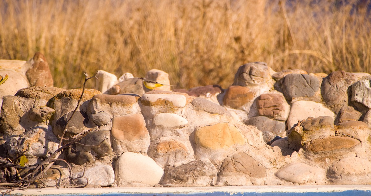 vintererle - ML646898767