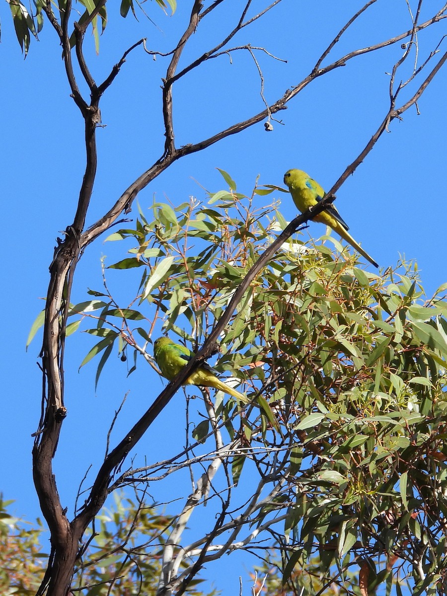 elegantparakitt - ML646898768