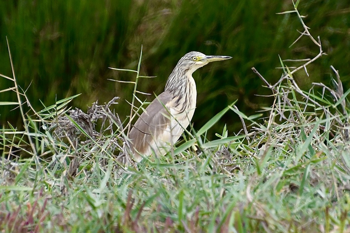 topphegre - ML646898769