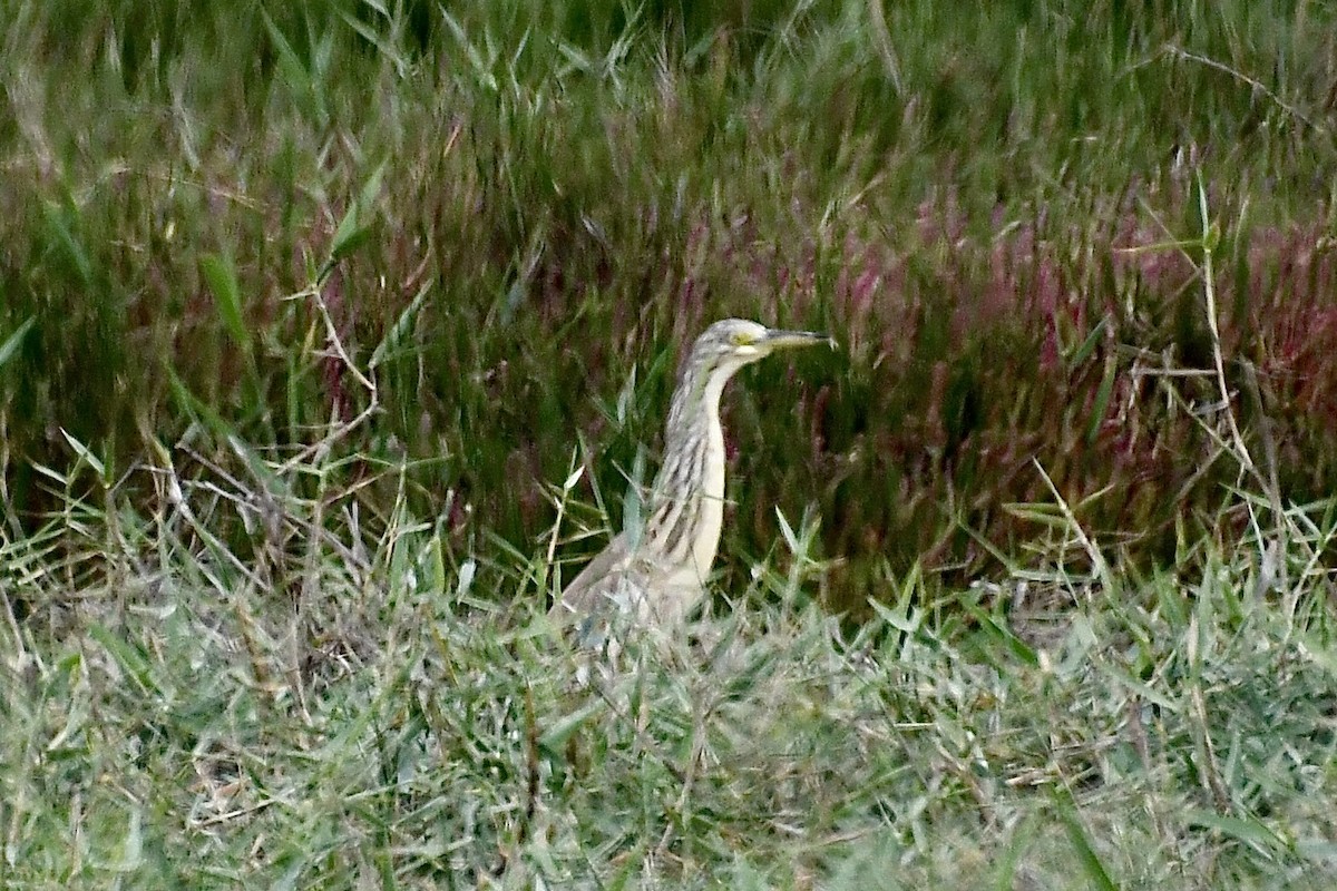 topphegre - ML646898770