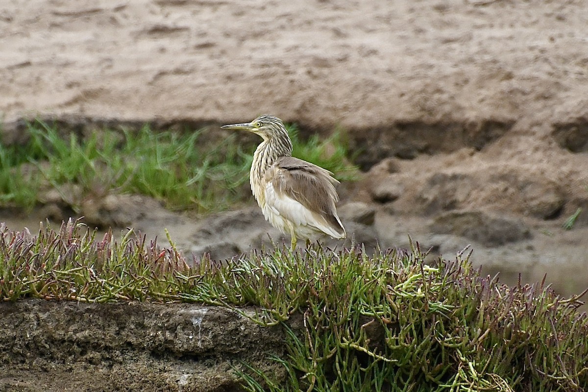 topphegre - ML646898771