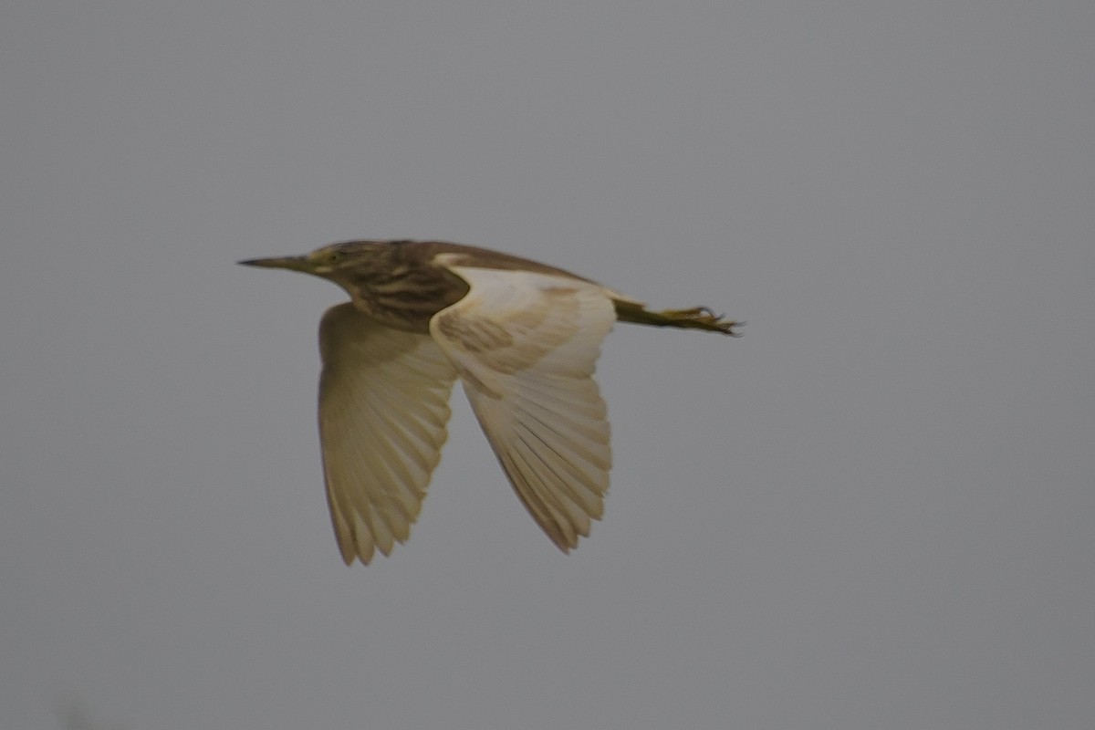 topphegre - ML646898772