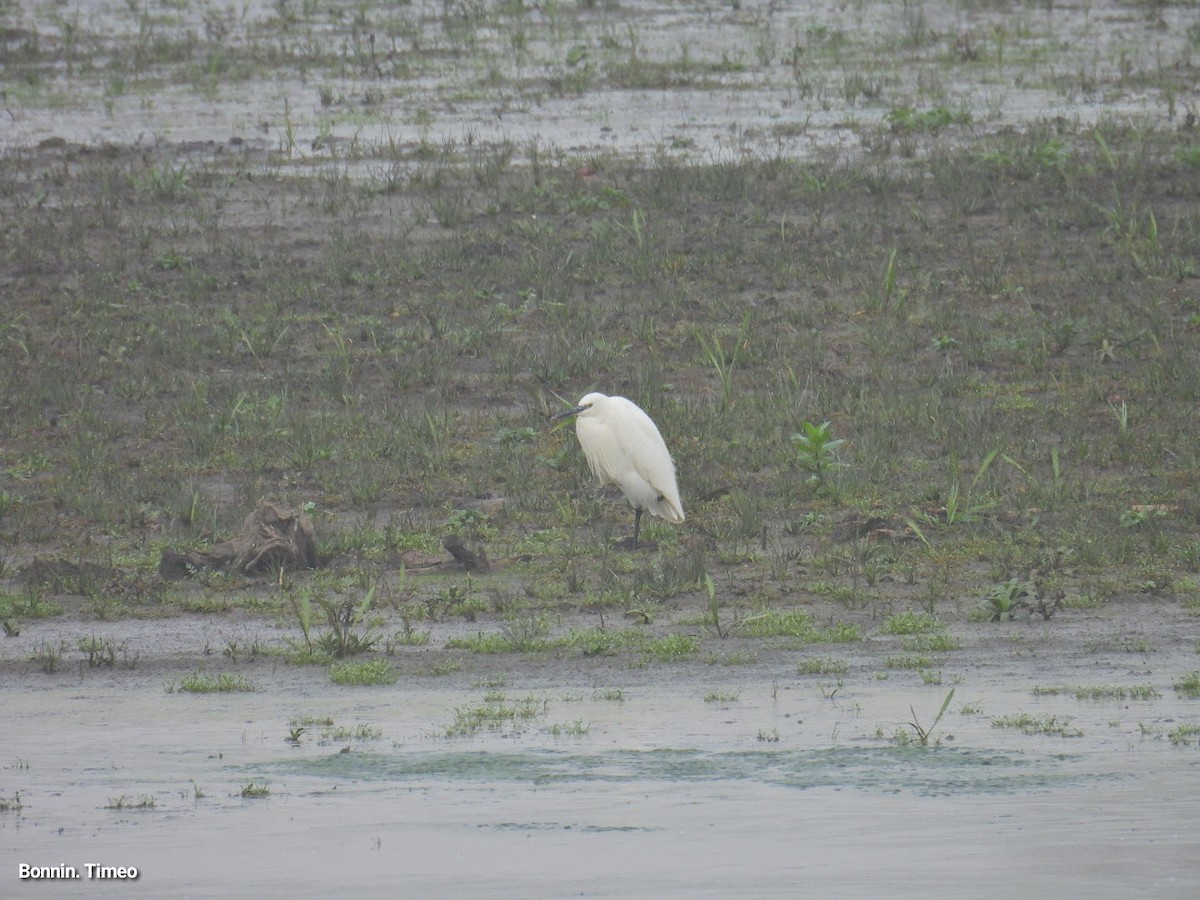 silkehegre - ML646898775