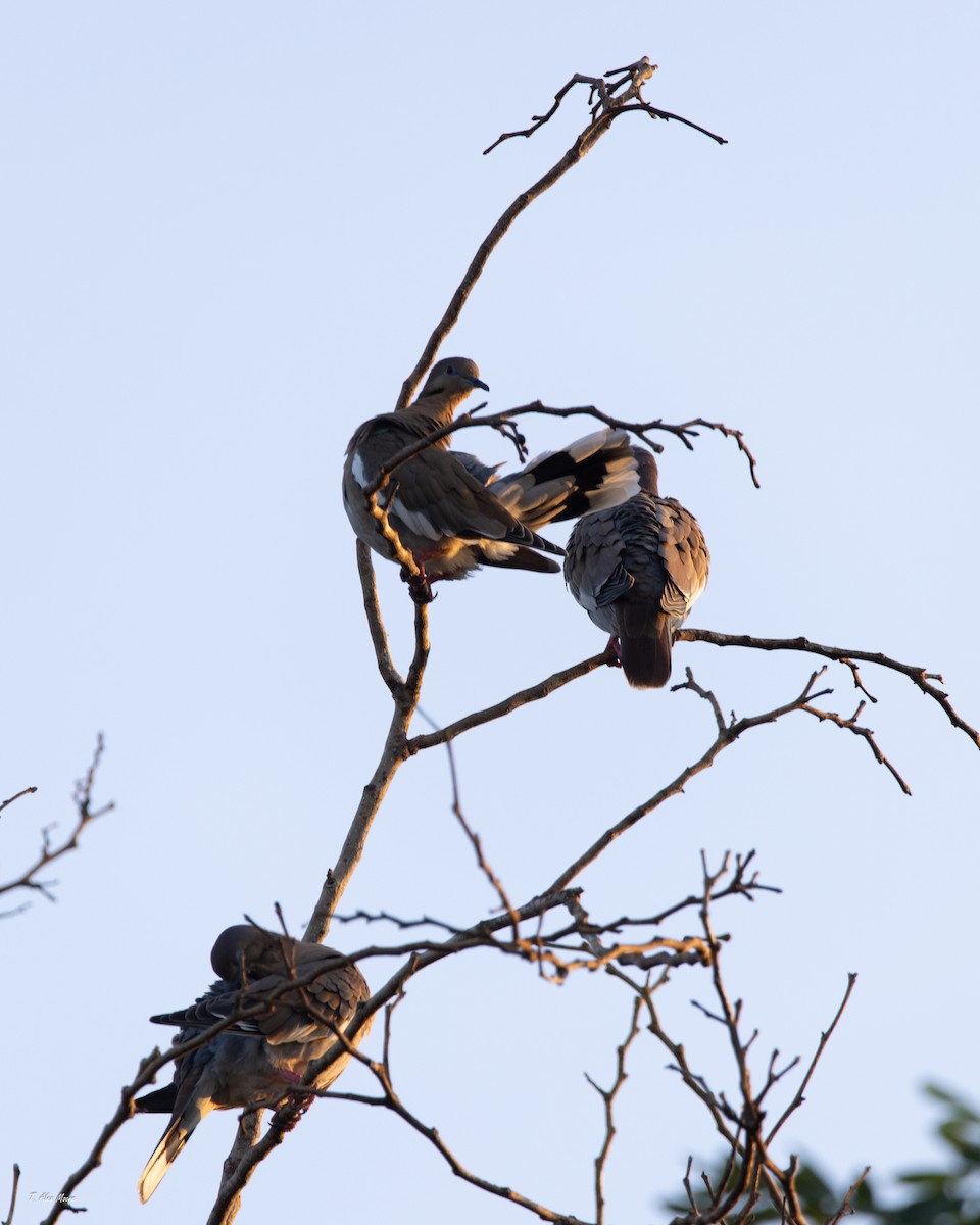 hvitvingedue - ML646898777