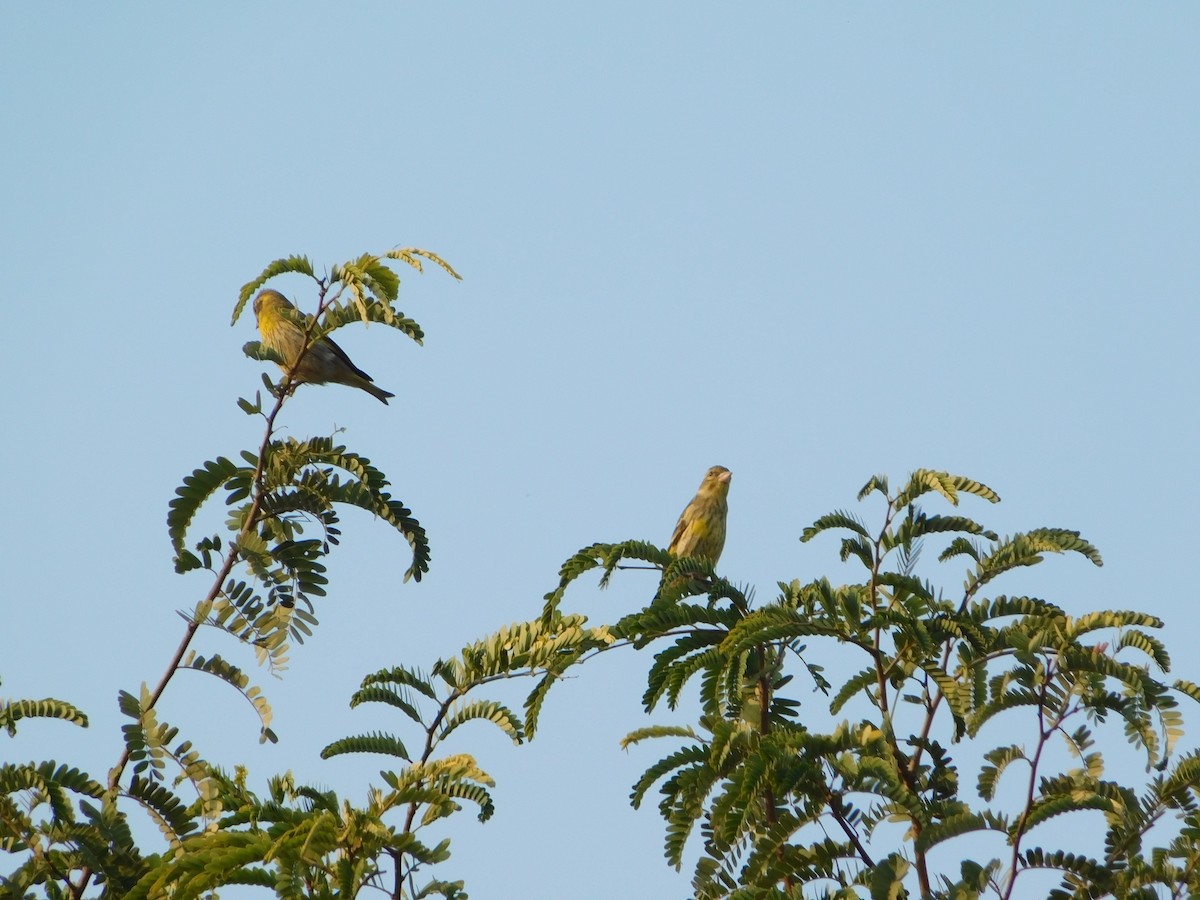 Чижиная зеленушка - ML646898780
