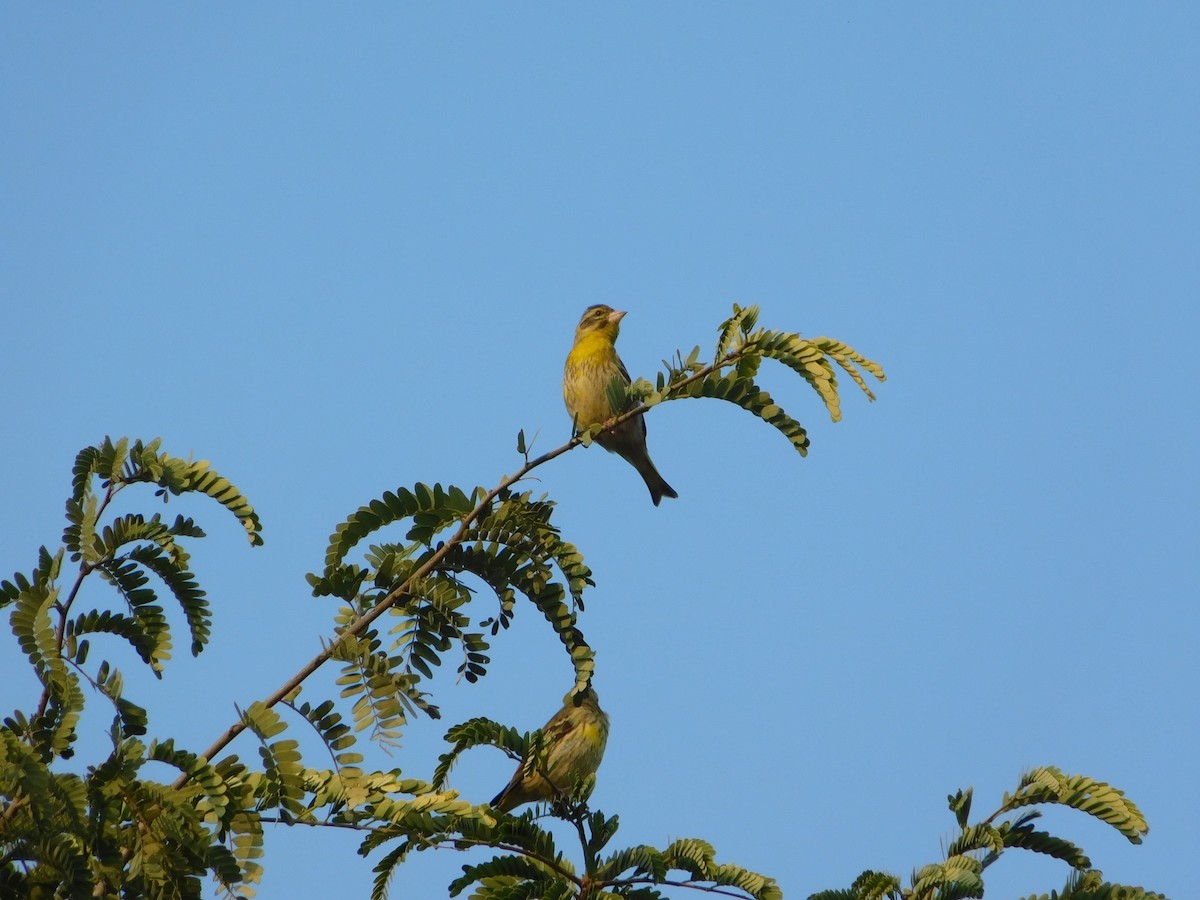 Чижиная зеленушка - ML646898781