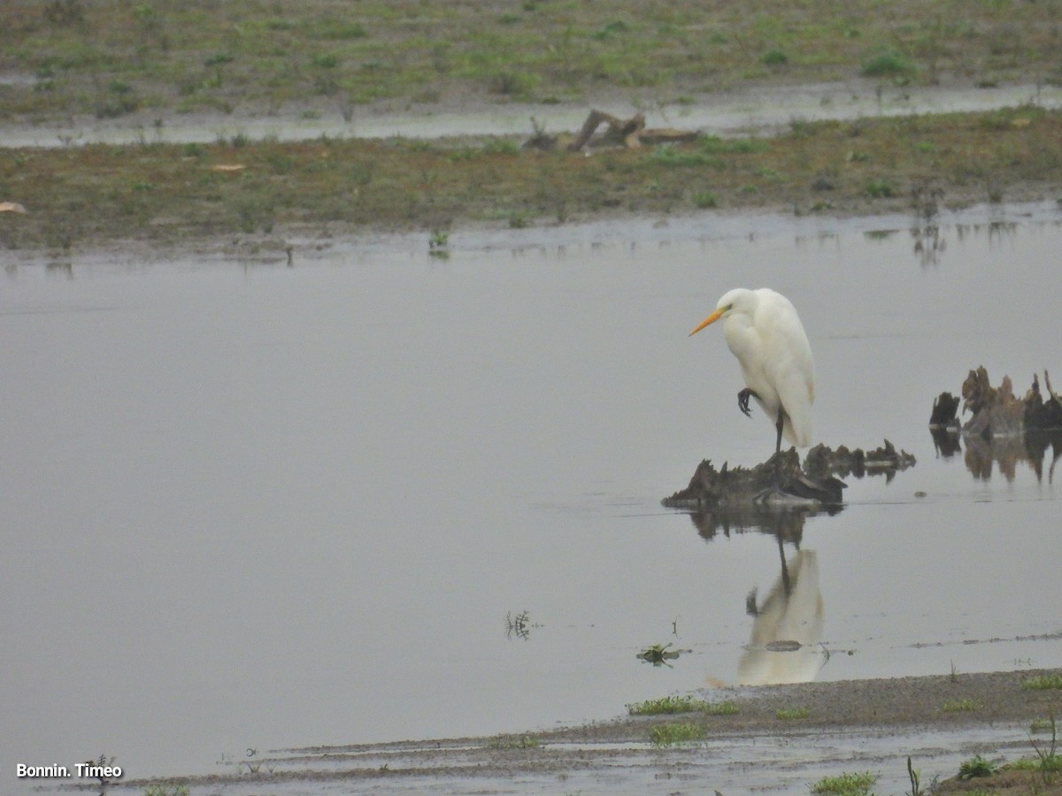 egretthegre - ML646898783