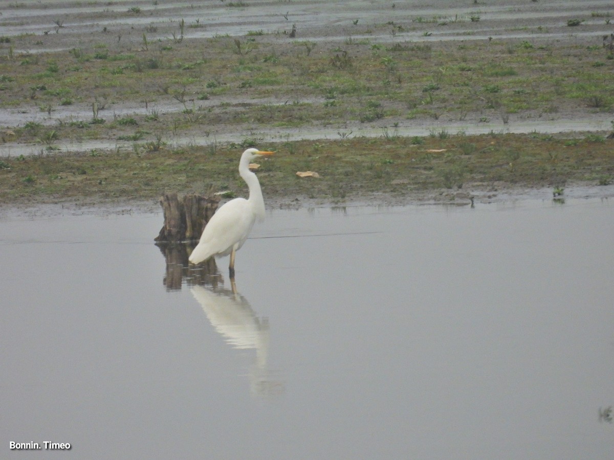 egretthegre - ML646898784