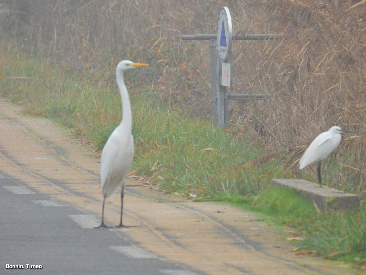 egretthegre - ML646898785