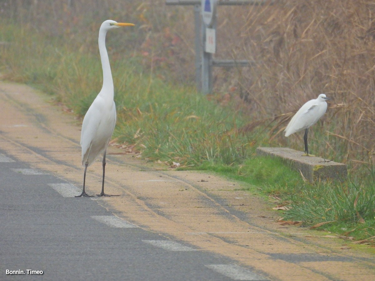 egretthegre - ML646898786