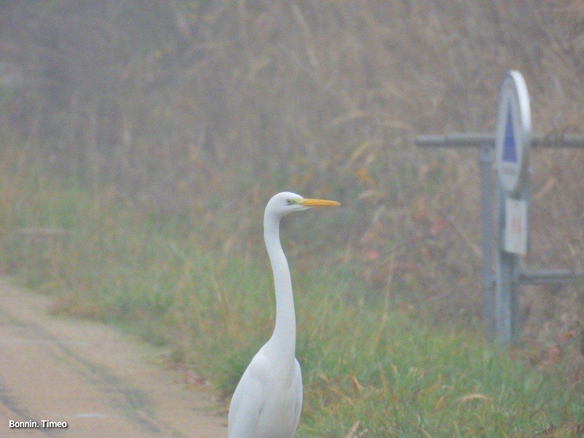 egretthegre - ML646898787