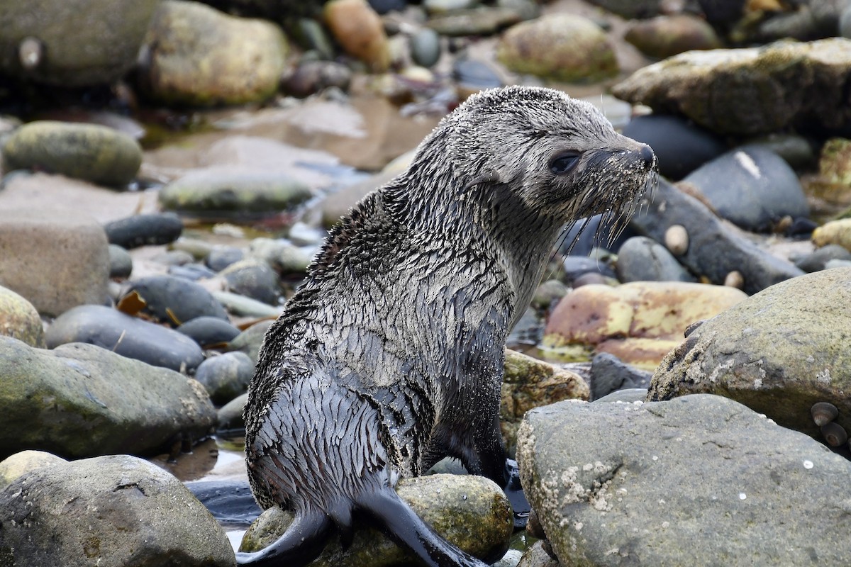 Cape Fur Seal - ML646898790