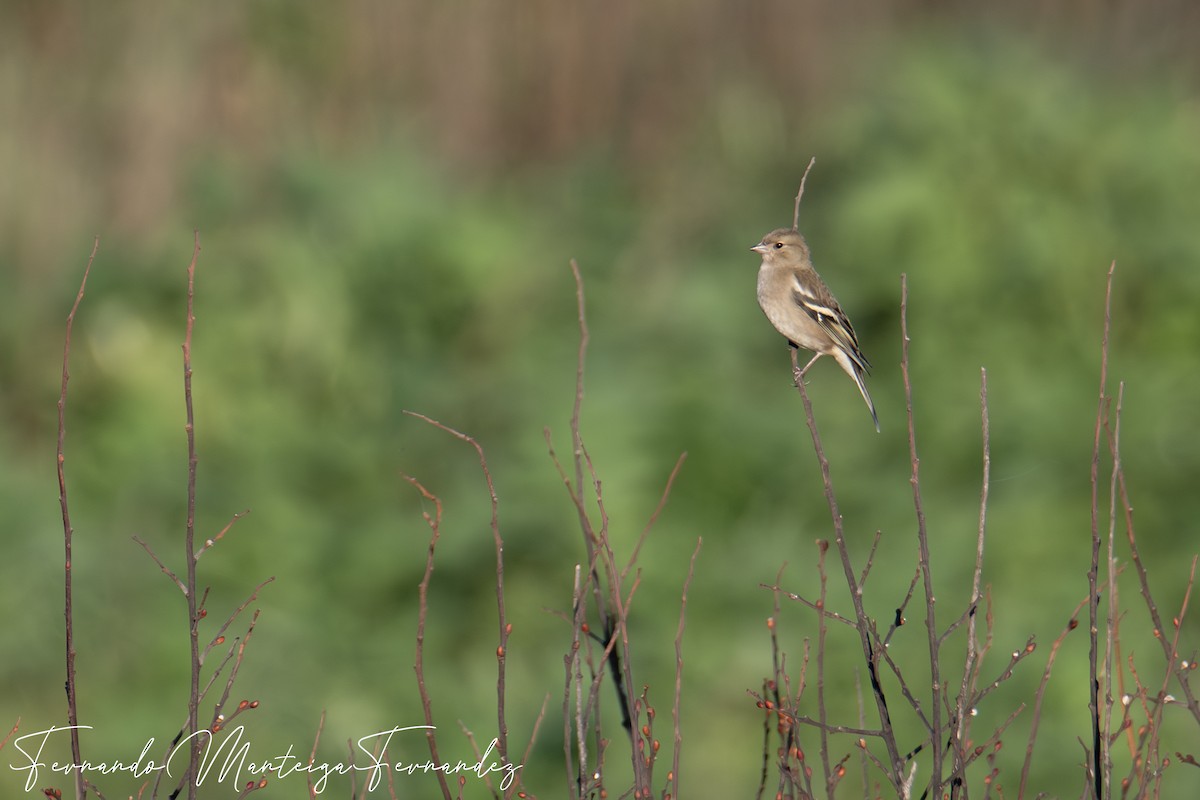 bokfink - ML646898791