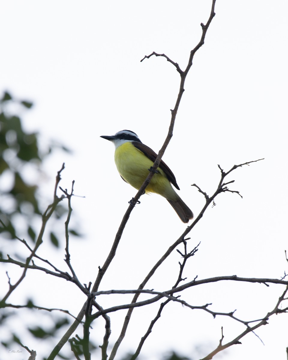 storkiskadi - ML646898792