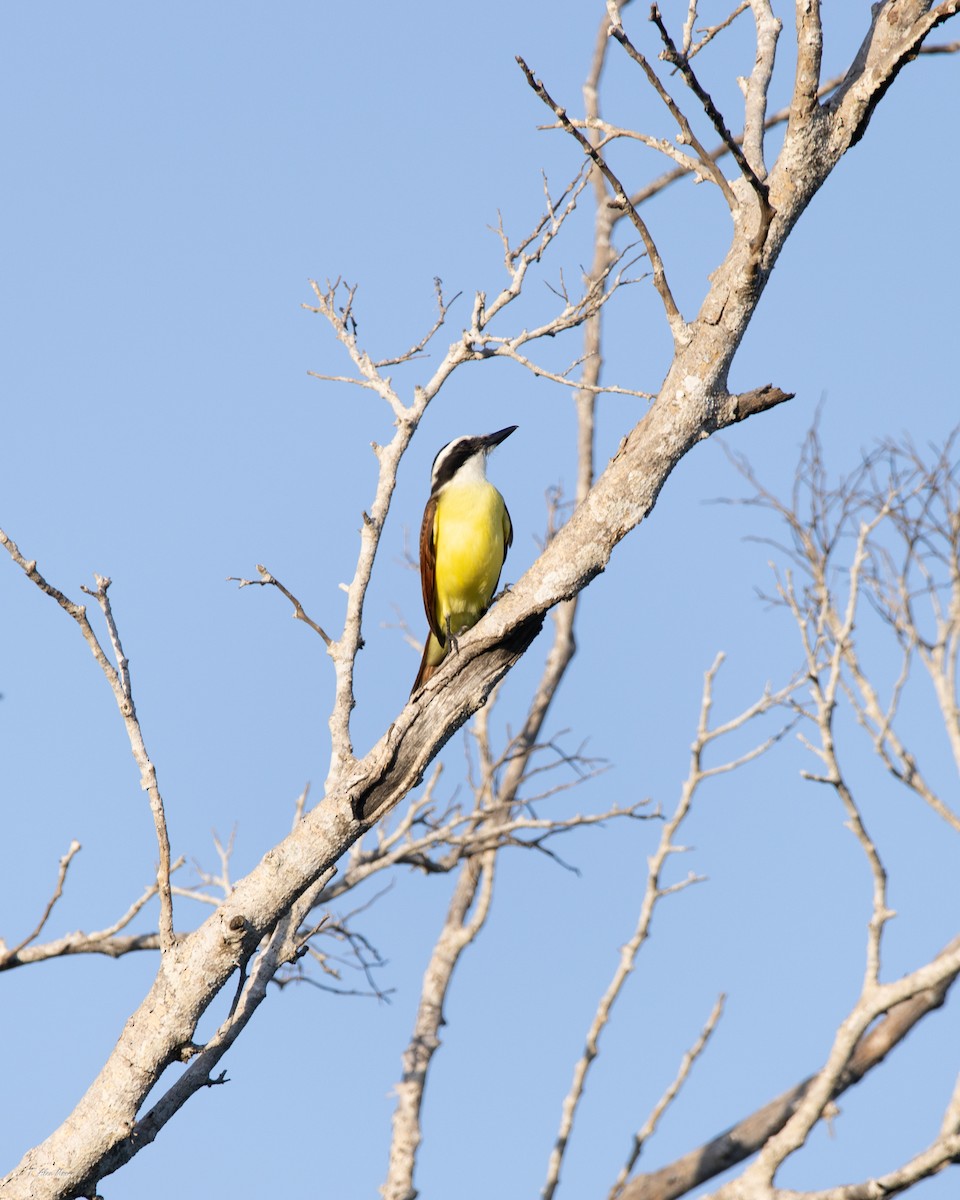 storkiskadi - ML646898793