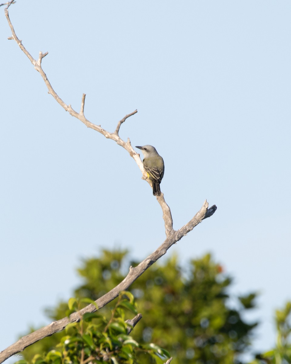 tropekongetyrann - ML646898795