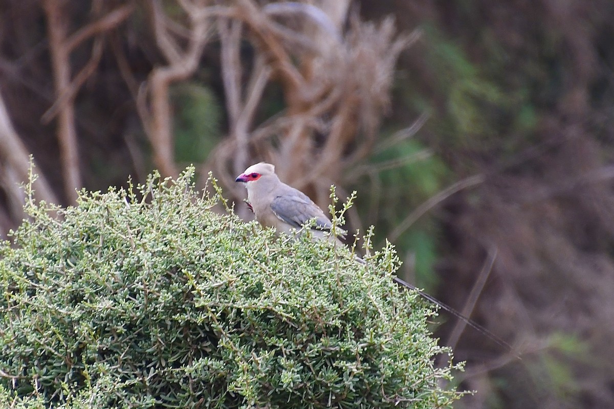 Pájaro Ratón Carirrojo - ML646898797