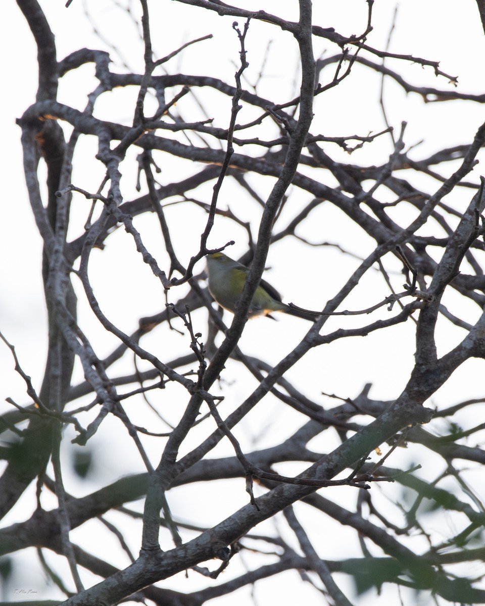 White-eyed Vireo - ML646898802
