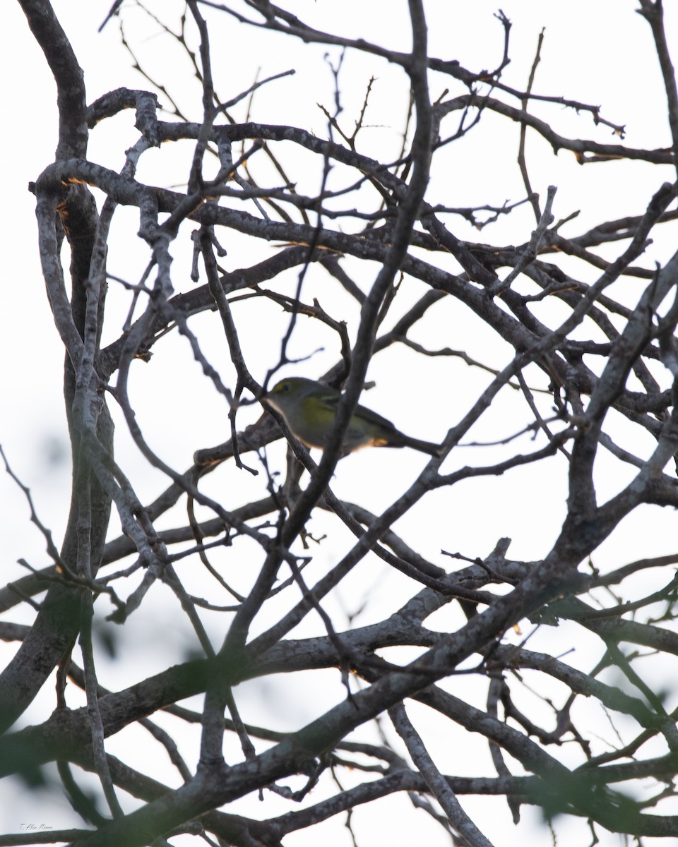 White-eyed Vireo - ML646898803