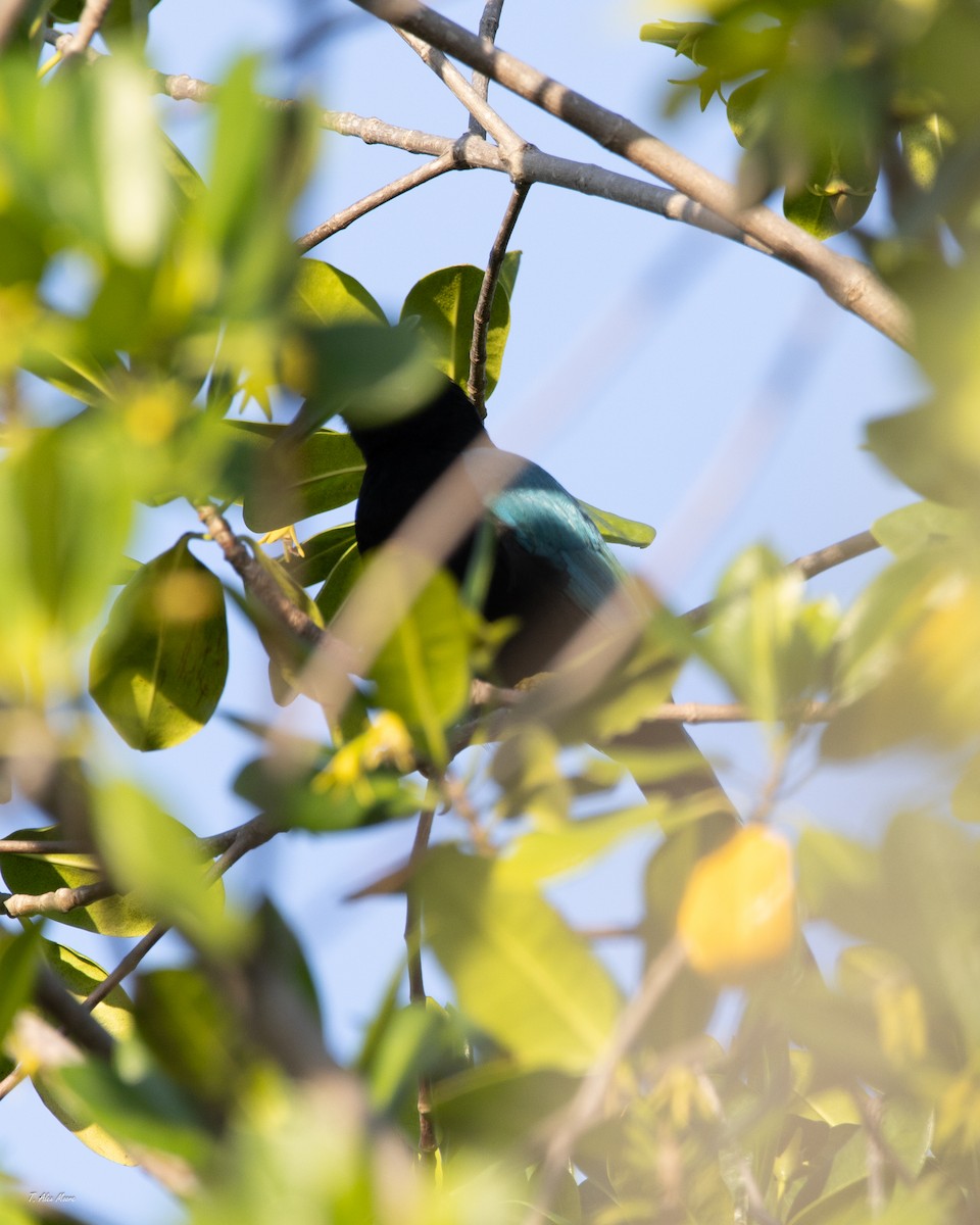 sojka yukatanská - ML646898805