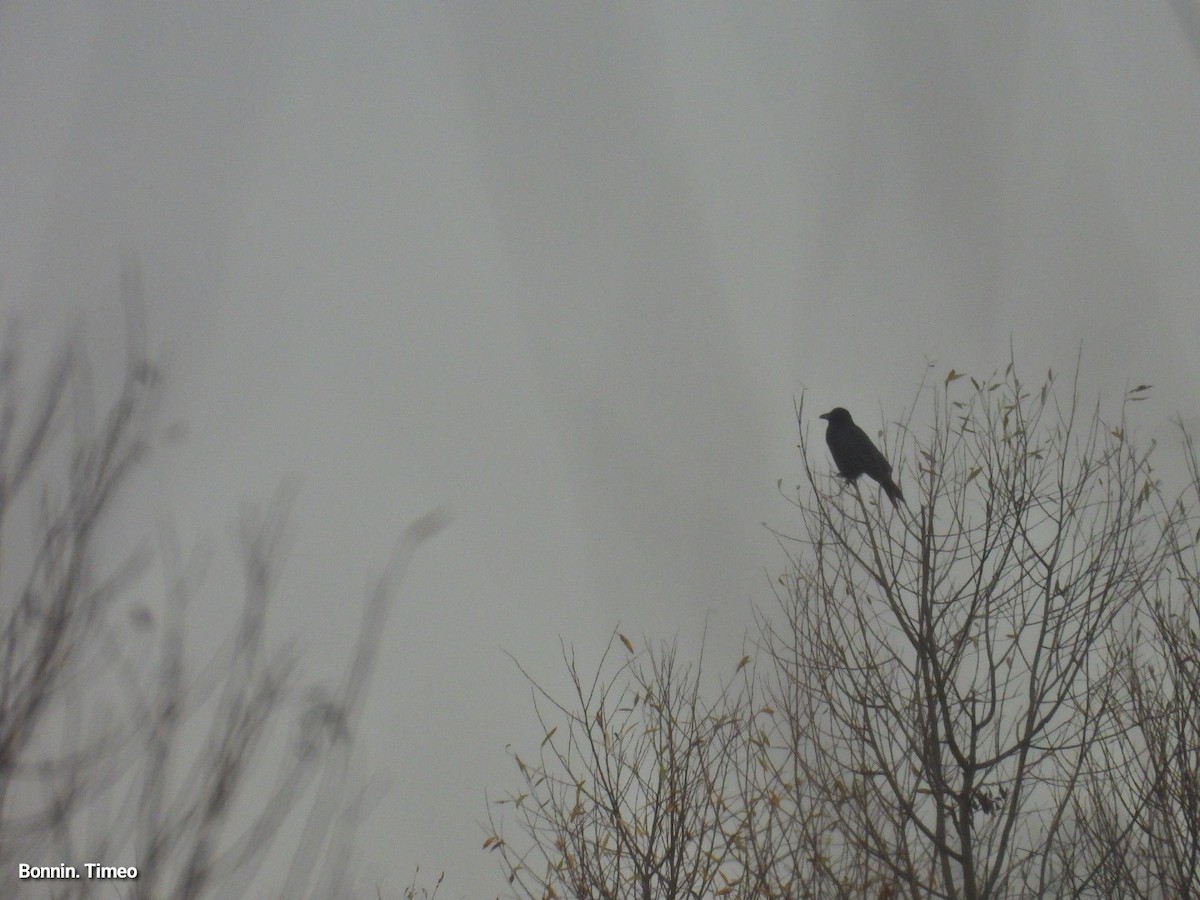 vrána černá - ML646898806