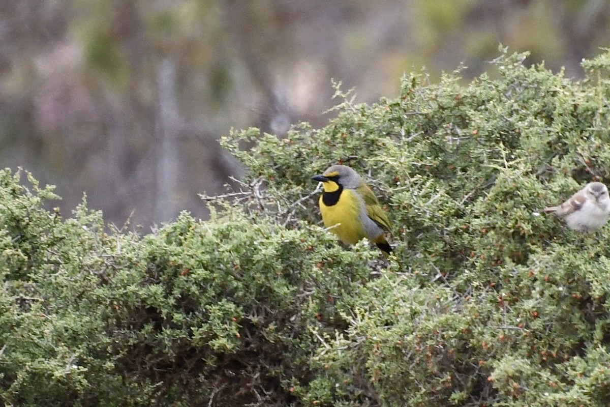 Bubú Silbón (Meridional) - ML646898807