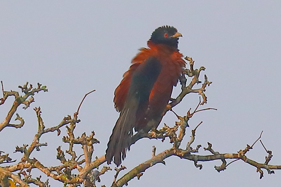Greater Coucal - ML646898809