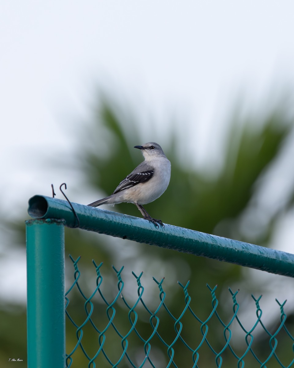 drozdec tropický - ML646898811