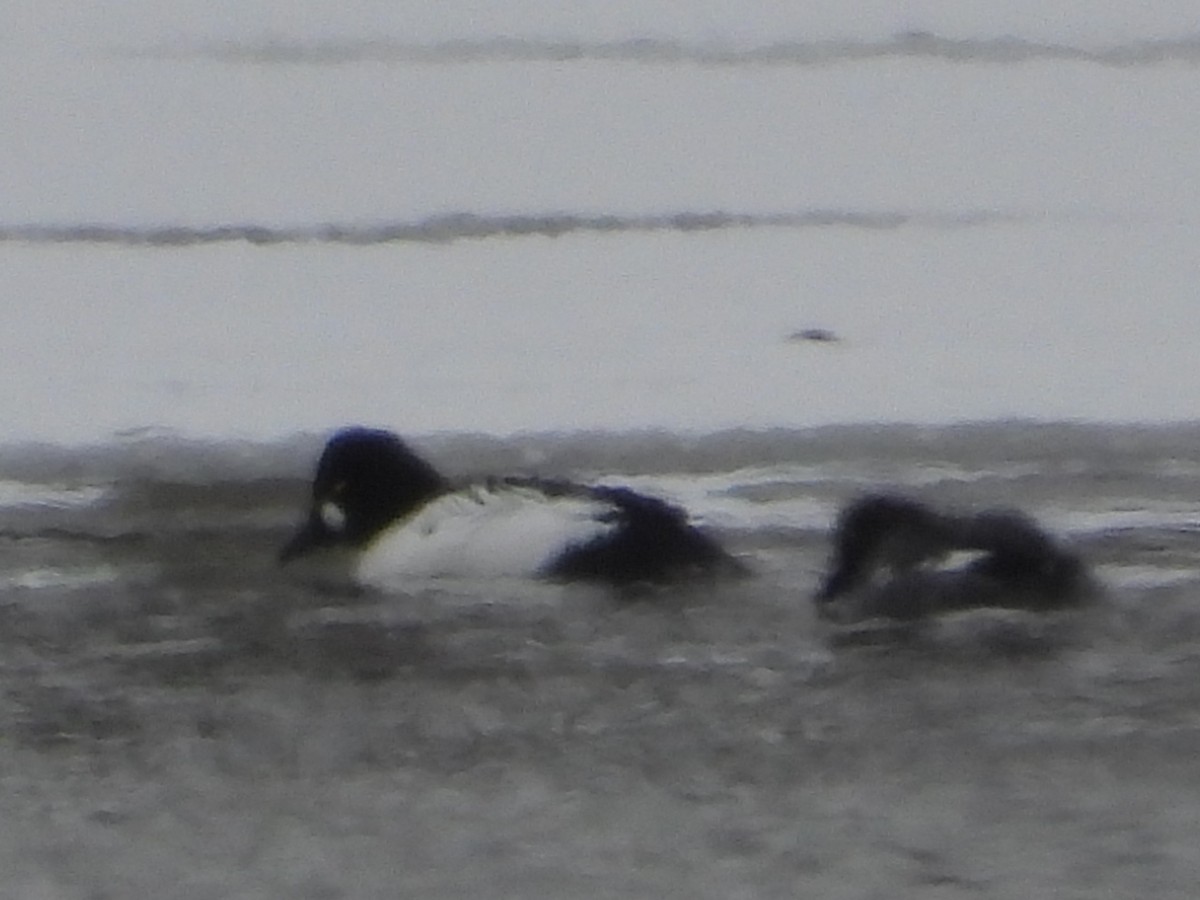 hohol severní - ML646898816