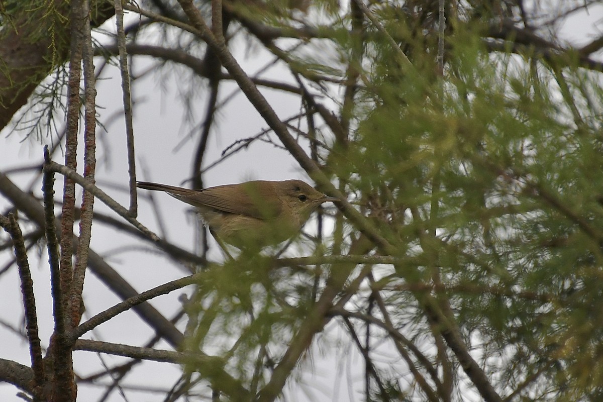 Carricero Común (Africano) - ML646898819