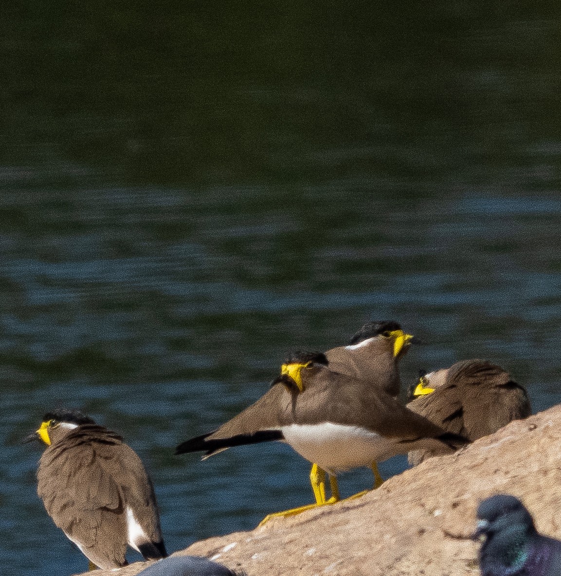 Yellow-wattled Lapwing - ML646898821
