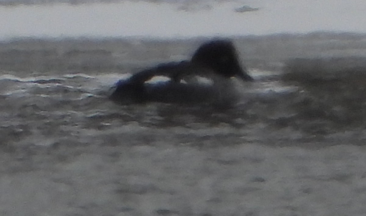 hohol severní - ML646898825