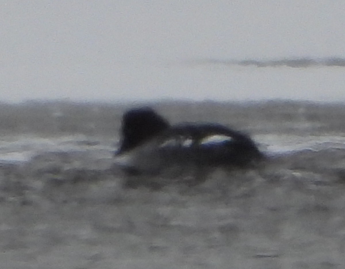 hohol severní - ML646898826