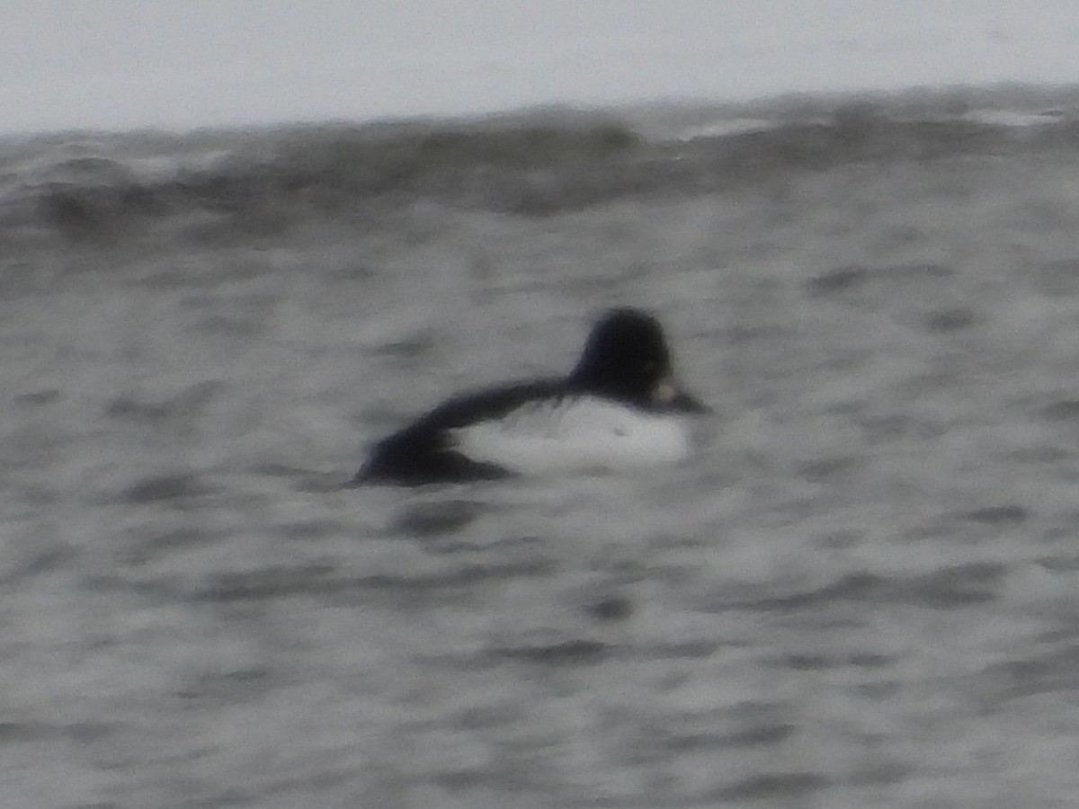 hohol severní - ML646898827