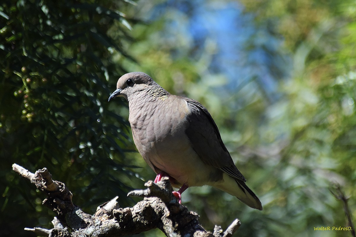 Eared Dove - ML646898833