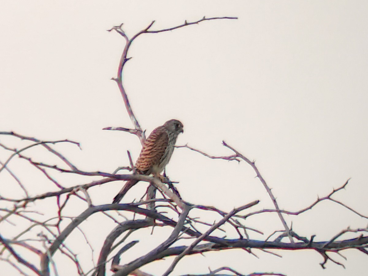 poštolka jižní - ML646898846