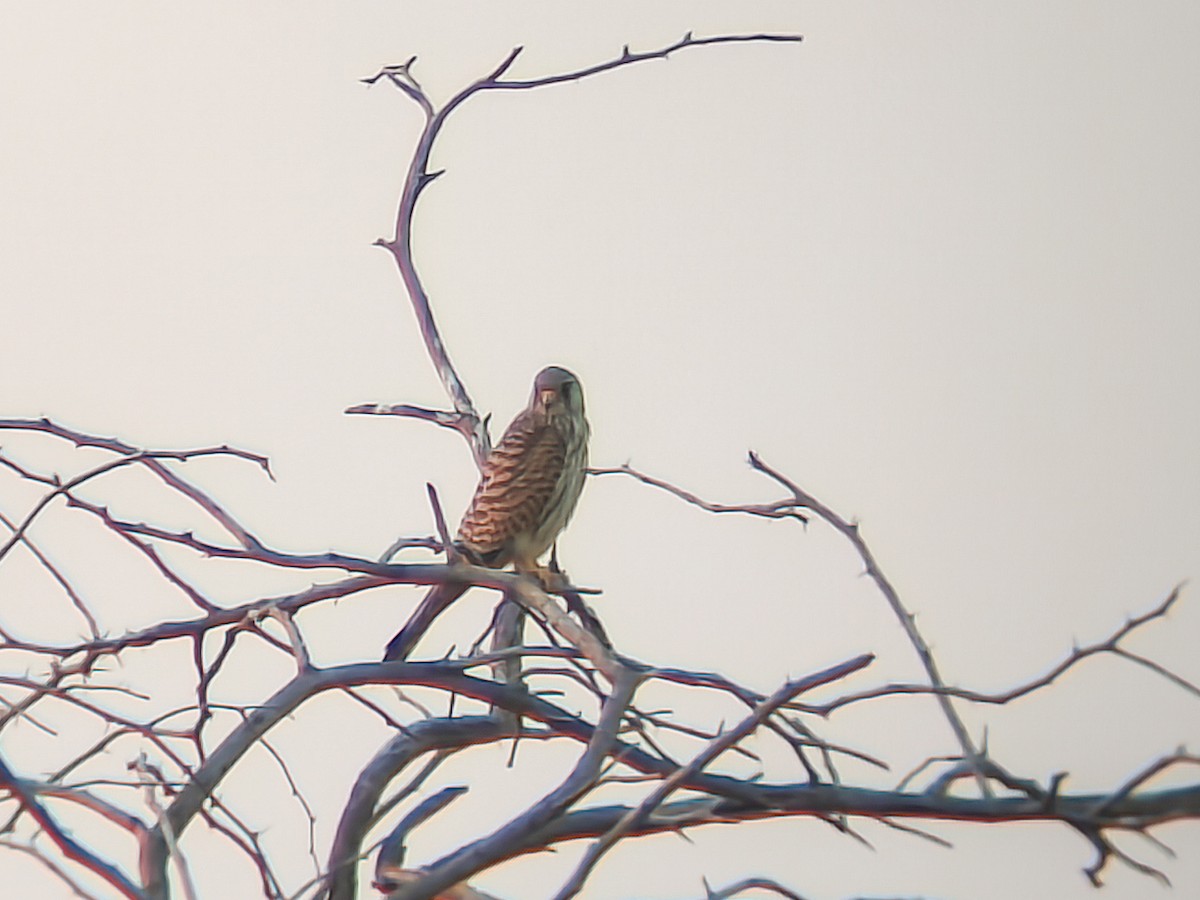 poštolka jižní - ML646898847