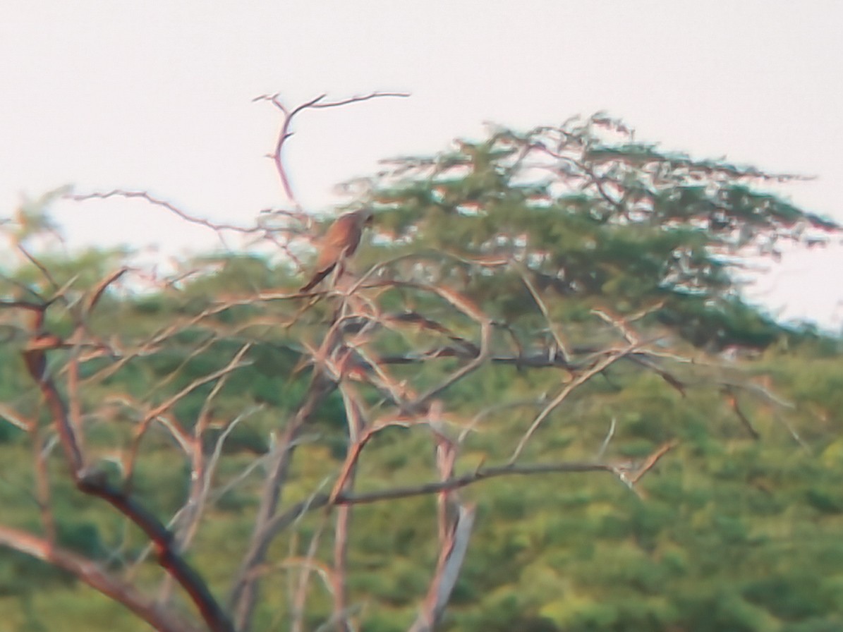 poštolka jižní - ML646898848