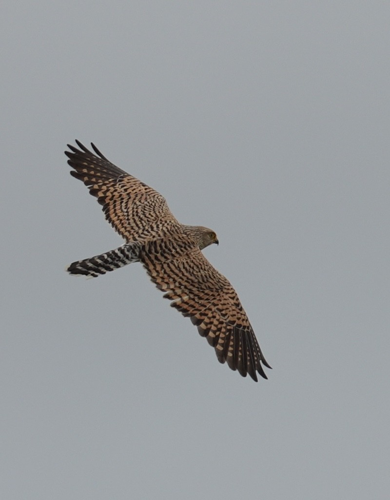Greater Kestrel - ML646898852