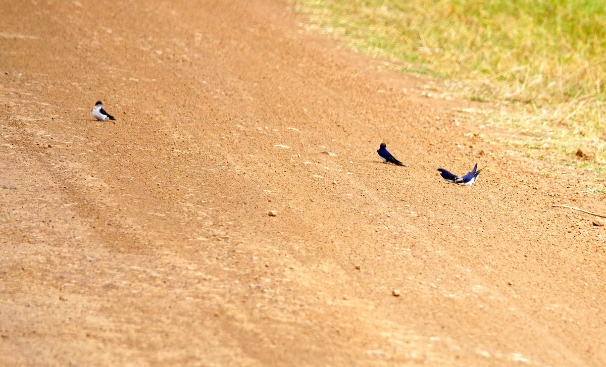 Wire-tailed Swallow - ML646898853